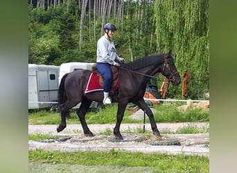 Silesian, Gelding, 3 years, 15.3 hh, Black