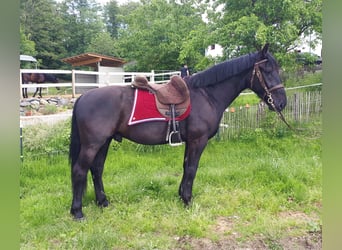 Silesian, Gelding, 3 years, 15.3 hh, Black