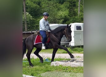 Silesian, Gelding, 3 years, 15.3 hh, Black