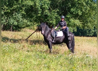 Silesian, Gelding, 3 years, 15,2 hh, Black