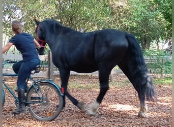 Silesian, Gelding, 3 years, 15,2 hh, Black