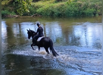 Silesian, Gelding, 3 years, 15,2 hh, Black