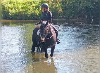 Silesian, Gelding, 3 years, 15,2 hh, Black