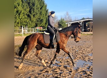 Silesian Mix, Gelding, 3 years, 15,2 hh, Brown