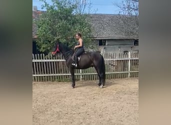 Silesian, Gelding, 3 years, 15,3 hh, Smoky-Black
