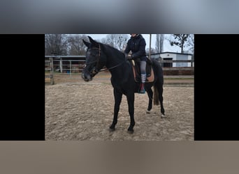 Silesian, Gelding, 3 years, 16.1 hh, Grey-Dark-Tan