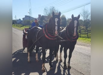 Silesian, Gelding, 3 years, 16 hh, Black