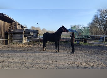 Silesian, Gelding, 3 years, 16 hh, Black