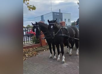 Silesian, Gelding, 3 years, 16,1 hh, Black