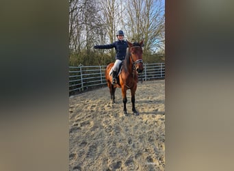 Silesian, Gelding, 4 years, 14,3 hh, Brown