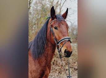 Silesian, Gelding, 4 years, 14,3 hh, Brown