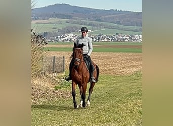 Silesian, Gelding, 4 years, 14,3 hh, Brown