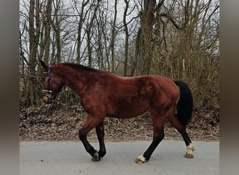 Silesian, Gelding, 4 years, 14,3 hh, Brown