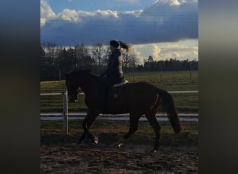 Silesian Mix, Gelding, 4 years, 15,2 hh, Brown