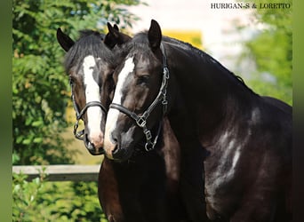 Silesian, Gelding, 4 years, 16,1 hh, Black