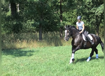Silesian, Gelding, 4 years, 16.1 hh, Black