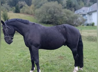 Schlesier, Wallach, 4 Jahre, 16,1 hh, Rappe