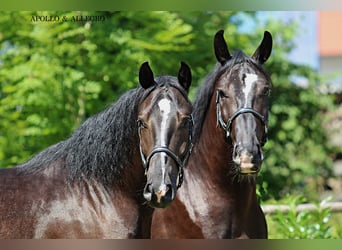 Silesian, Gelding, 4 years, 16,1 hh, Smoky-Black