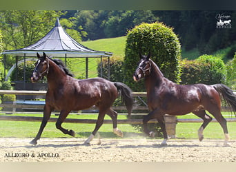 Silesian, Gelding, 4 years, 16,1 hh, Smoky-Black