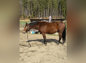 Silesian, Gelding, 4 years, 16.2 hh, Brown