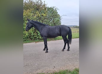 Silesian, Gelding, 4 years, 16,3 hh, Black