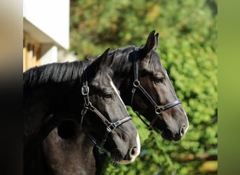 Silesian, Gelding, 4 years, 16 hh, Black