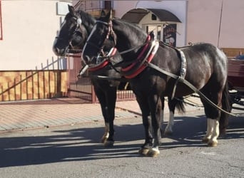 Silesian, Gelding, 4 years, 16 hh, Black