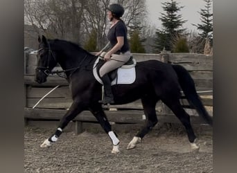 Silesian, Gelding, 4 years, 16 hh, Black