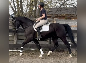 Silesian, Gelding, 4 years, 16 hh, Black