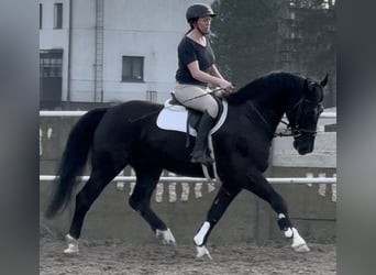 Silesian, Gelding, 4 years, 16 hh, Black