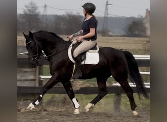 Silesian, Gelding, 4 years, 16 hh, Black