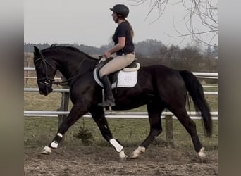 Silesian, Gelding, 4 years, 16 hh, Black