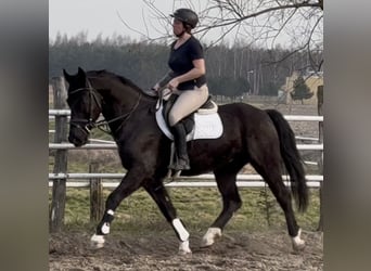 Silesian, Gelding, 4 years, 16 hh, Black