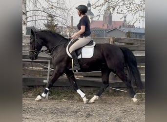 Silesian, Gelding, 4 years, 16 hh, Black