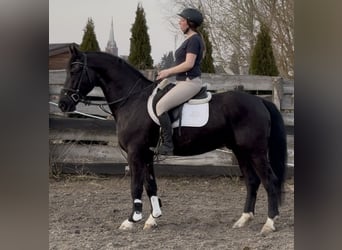 Silesian, Gelding, 4 years, 16 hh, Black