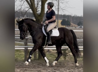 Silesian, Gelding, 4 years, 16 hh, Black