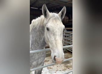 Silesian, Gelding, 4 years, 16 hh, Gray