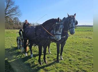 Silesian, Gelding, 4 years, 16 hh, Gray
