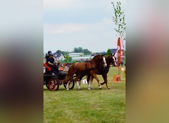 Silesian, Gelding, 4 years, 16,1 hh, Chestnut-Red