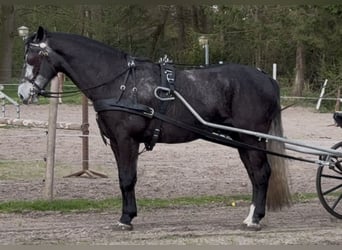 Silesian, Gelding, 4 years, 16,1 hh, Gray-Dark-Tan