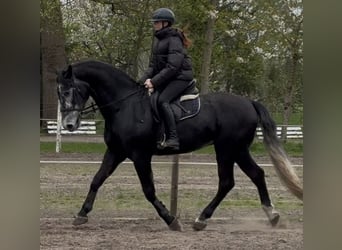 Silesian, Gelding, 4 years, 16,1 hh, Gray-Dark-Tan