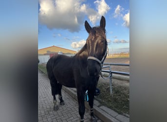 Silesian, Gelding, 4 years, 16,1 hh, Smoky-Black