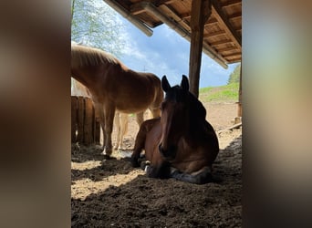 Silesian, Gelding, 4 years, 16,2 hh, Brown