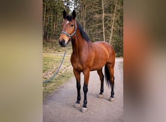 Silesian, Gelding, 4 years, 16,2 hh, Brown