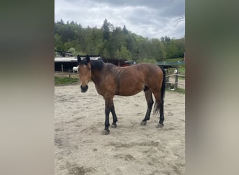 Silesian, Gelding, 4 years, 16,2 hh, Brown