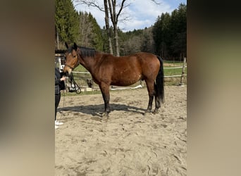Silesian, Gelding, 4 years, 16,2 hh, Brown