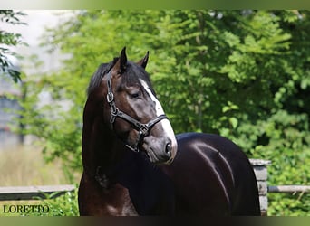 Silesian, Gelding, 5 years, 16,1 hh, Black