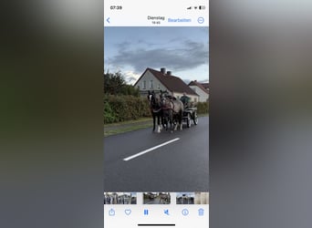 Silesian, Gelding, 5 years, 16.1 hh, Black