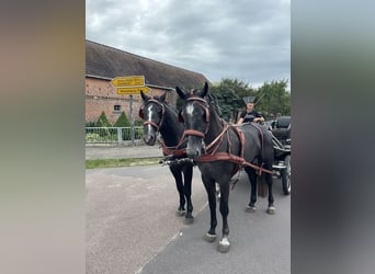 Silesian, Gelding, 5 years, 16,1 hh, Gray