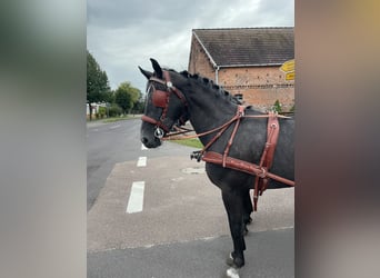 Silesian, Gelding, 5 years, 16,1 hh, Gray